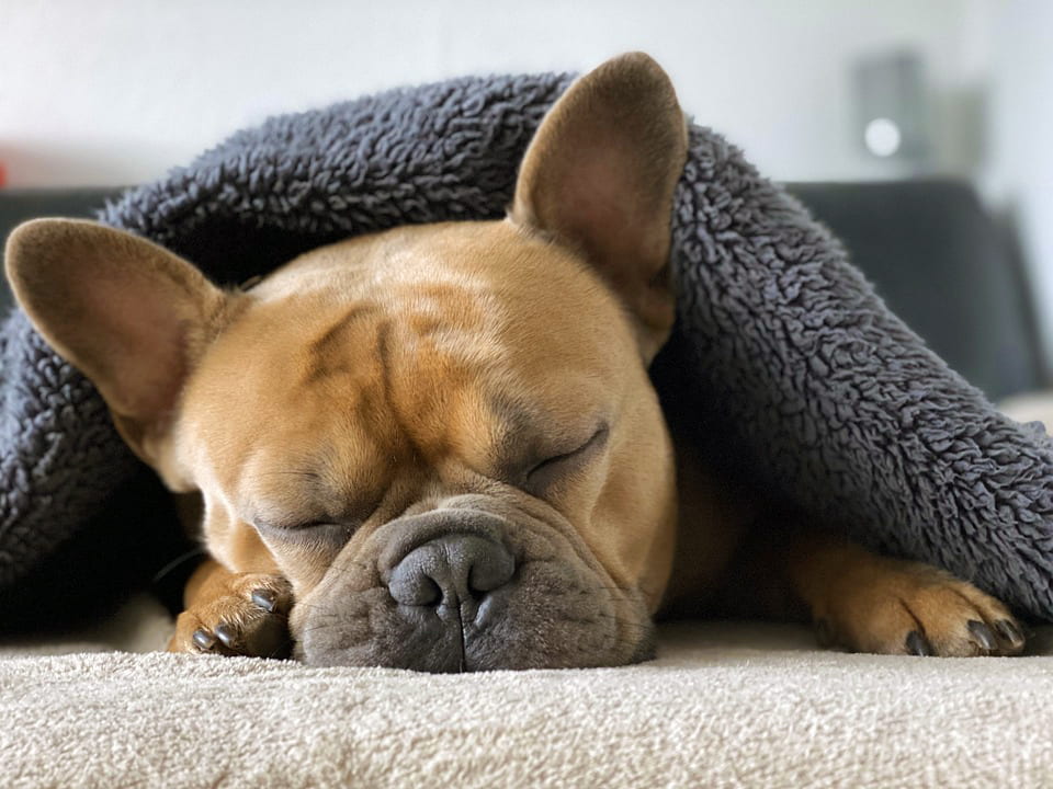 French bulldog sleeping under a blanket.